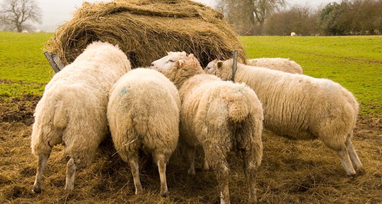 VetScan Digital Stethoscope