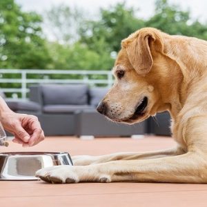 CanineGuard Reflective Dog Boots